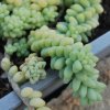 Sedum morganianum